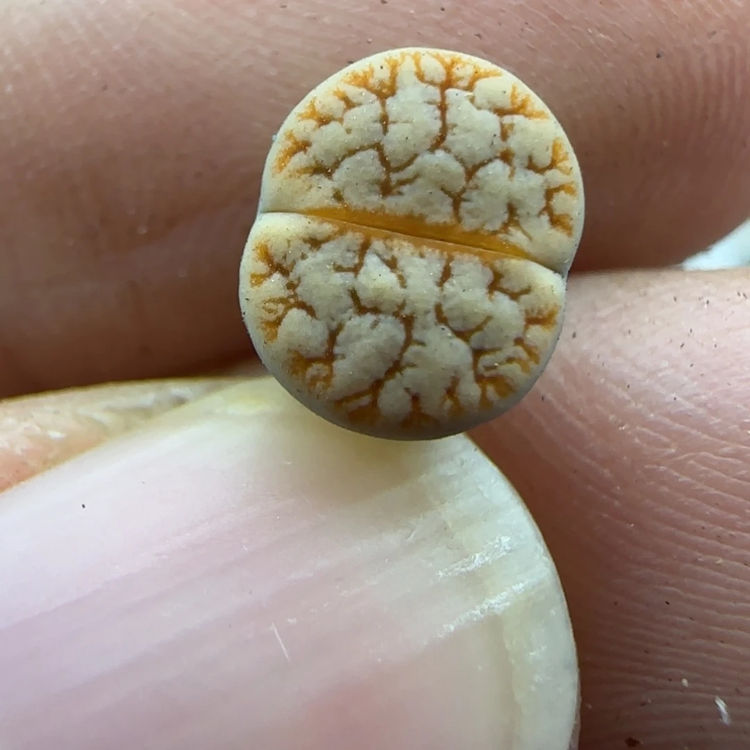 587二蜕睫毛189 清框福利30包邮