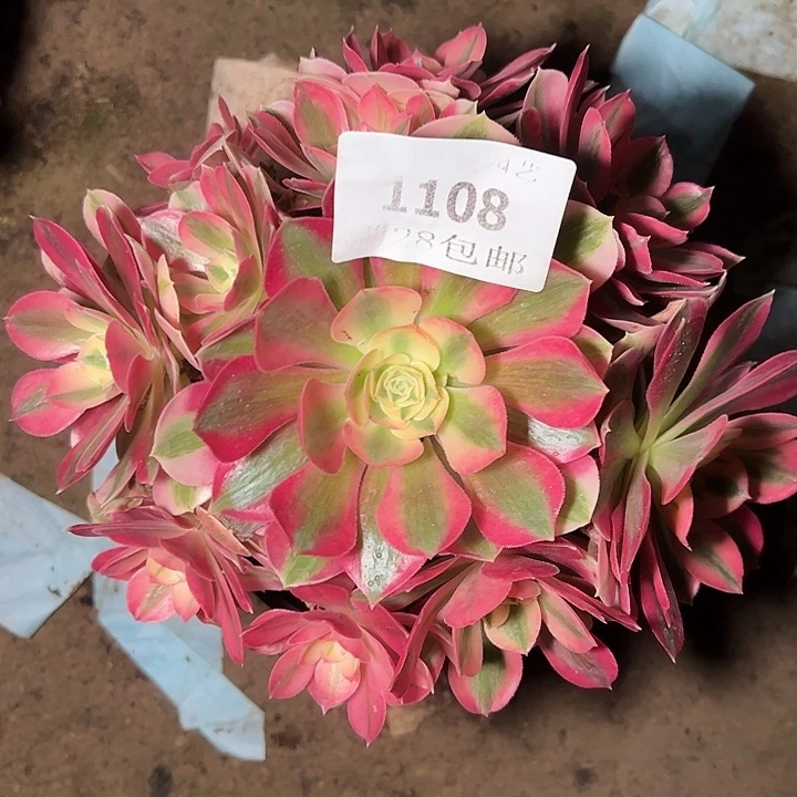 1108粉女巫多肉植物