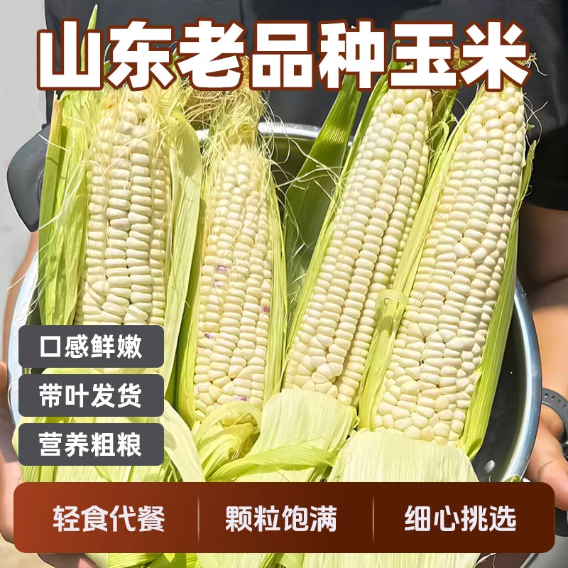 山东老式黏玉米现摘新鲜苞米棒子农家带叶老品种传统原味白玉米