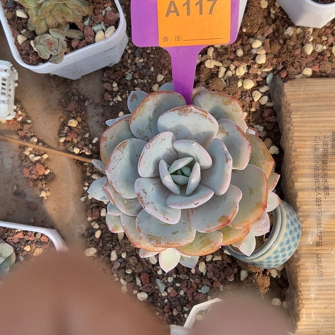 冰***蕾多肉植物一物一拍