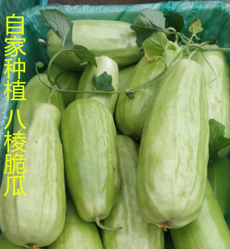 八棱脆瓜山东潍坊寿光特产菜瓜青龙脆瓜疙瘩脆瓜黄河脆瓜网红水果
