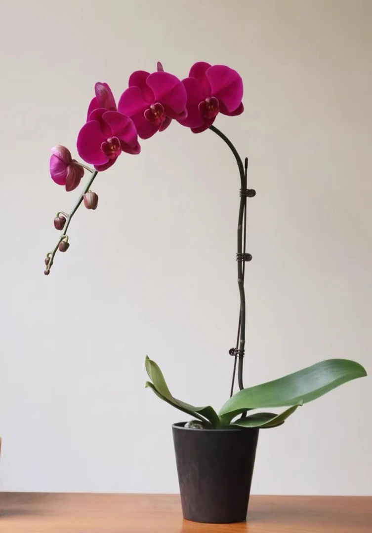 蝴蝶兰  [大辣椒] 3.5 断枝掉花 不包损叶子易裂  介意勿拍