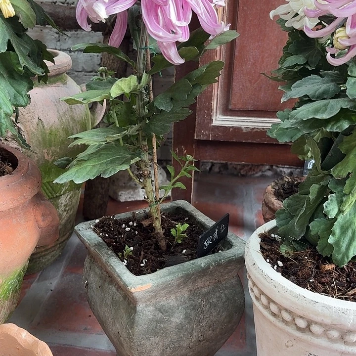 许纯的花房 方口绿色