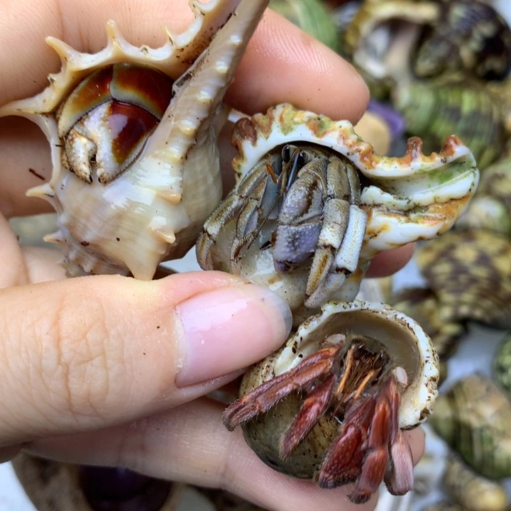 c25，新手福利组合3个