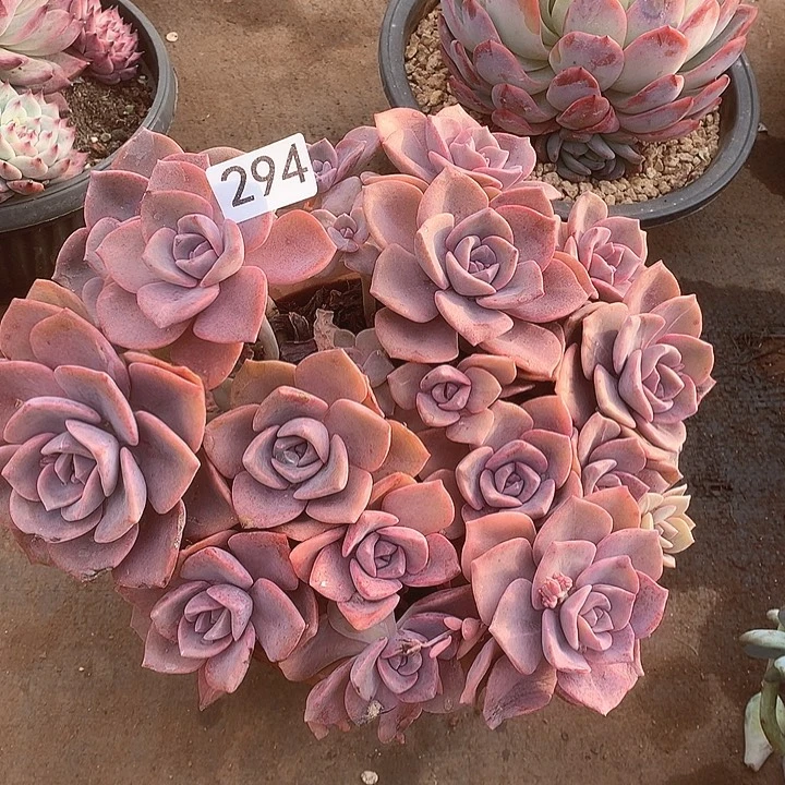 294彩虹糖一物一拍多肉