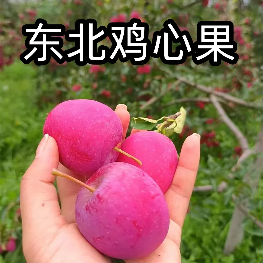 【不甜包赔】东北稀有海棠鸡心果特产新鲜孕妇水果脆甜