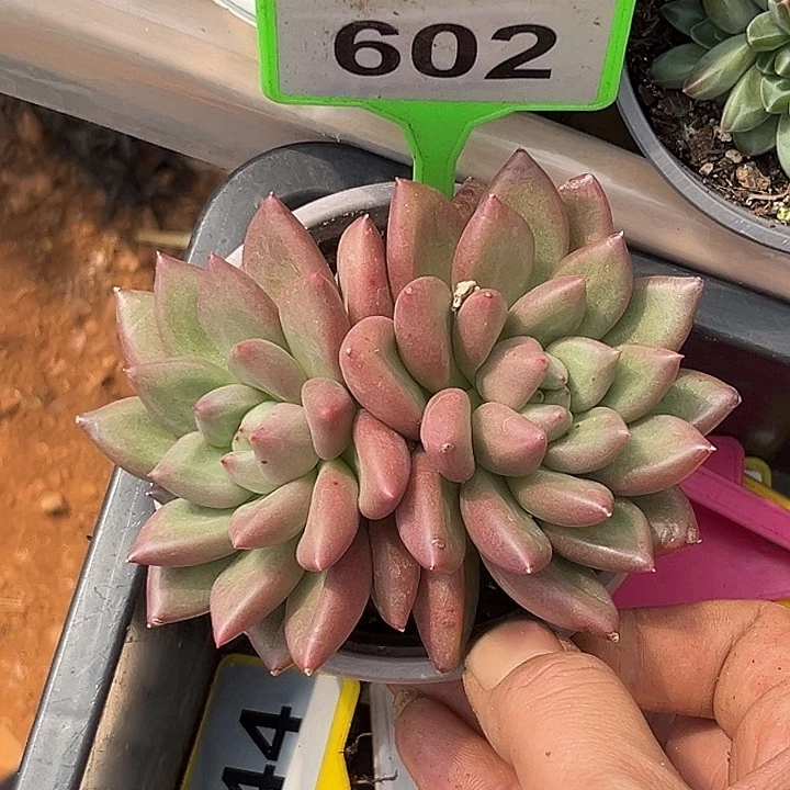 多肉植物米其林602