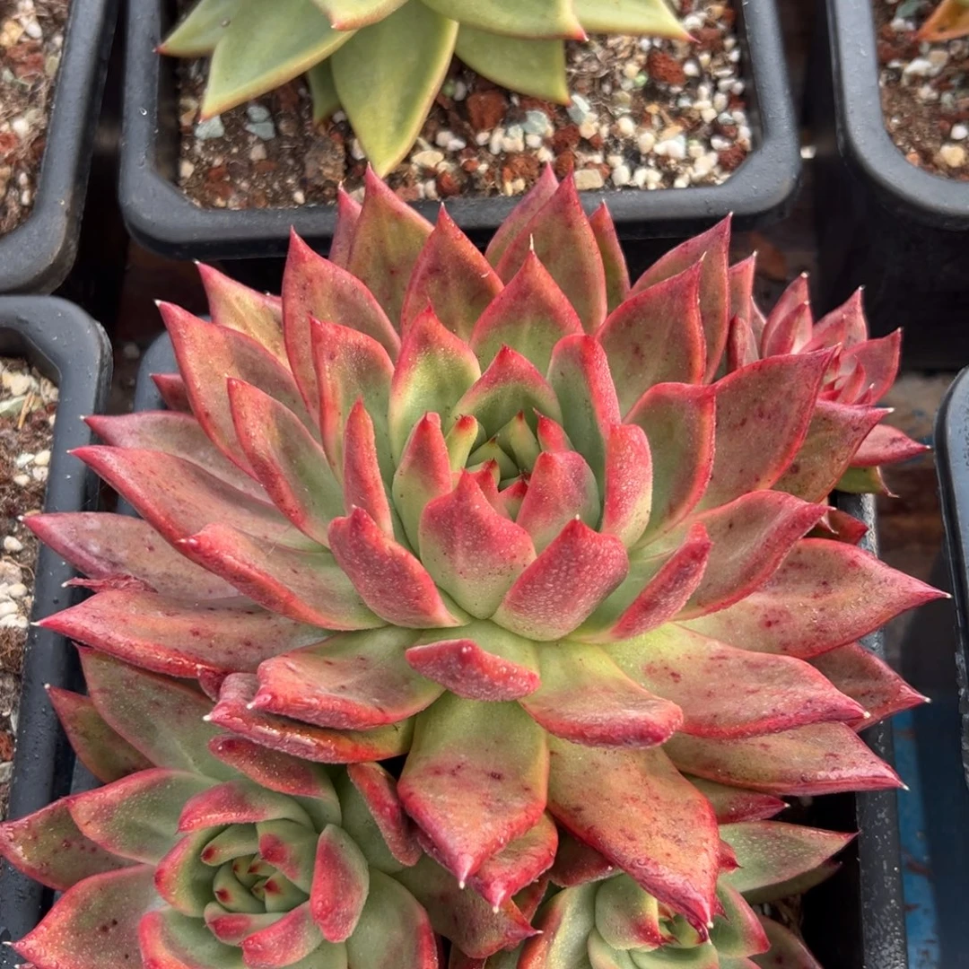 多肉植物一物一拍（20号）