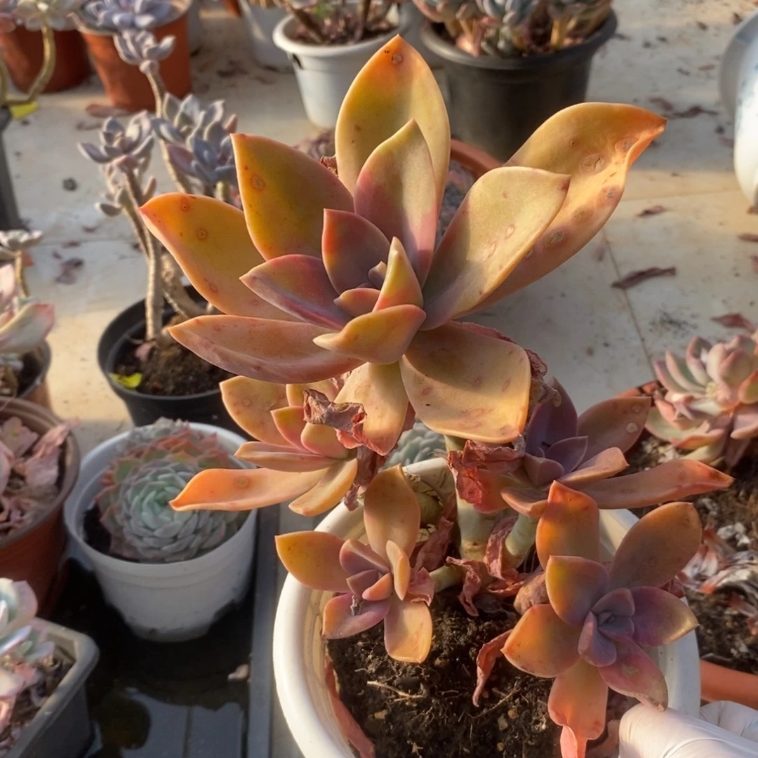 038太妃糖一物一拍