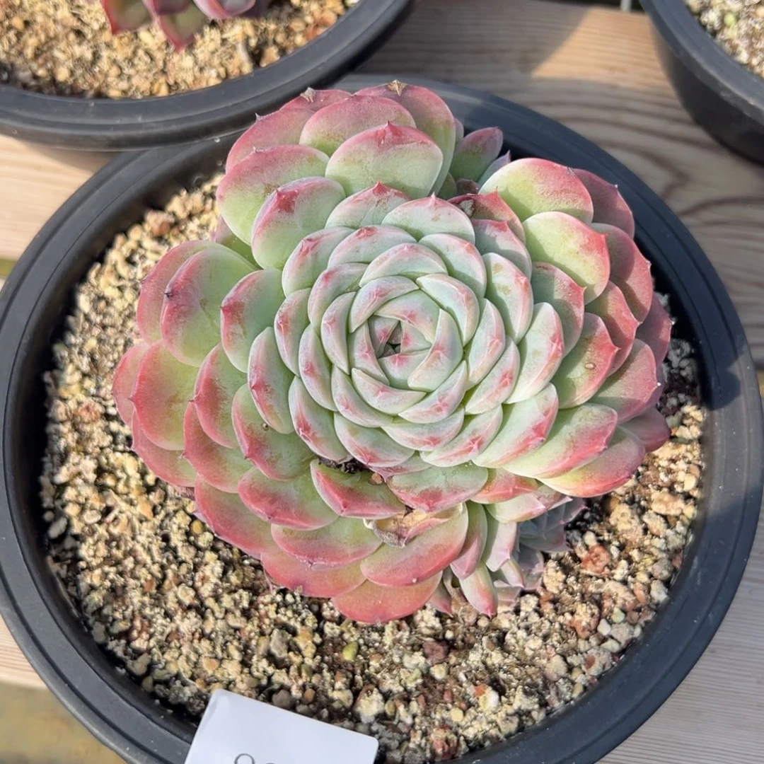 8846多肉多多多多多