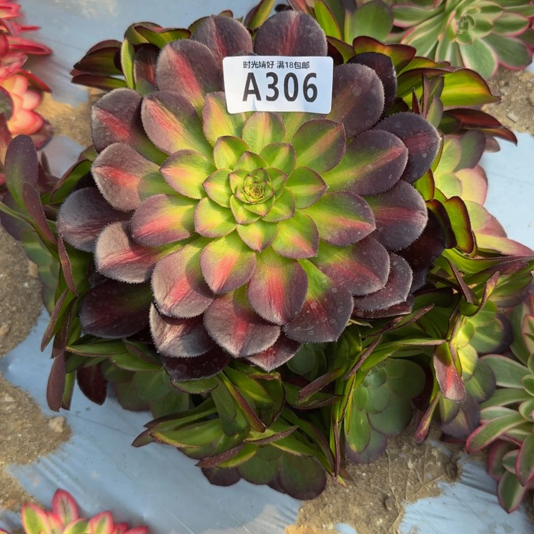 306荔枝中斑。多肉植物