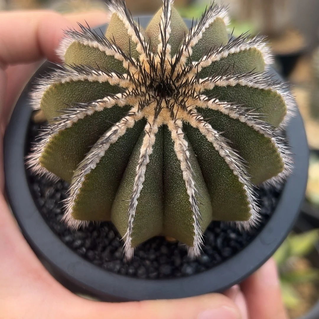 完全开放尤伯球gggg