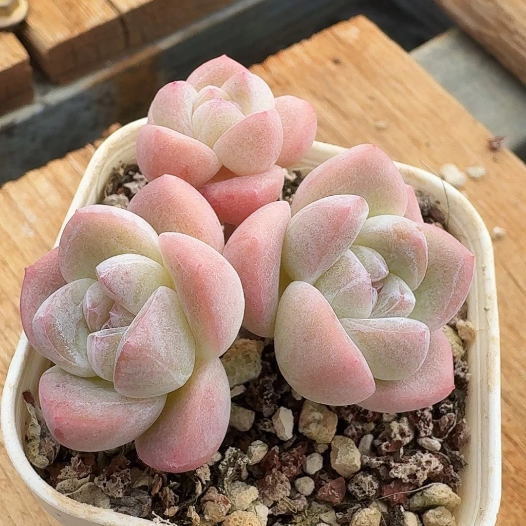 长腿冰玉群生老桩多肉1267号