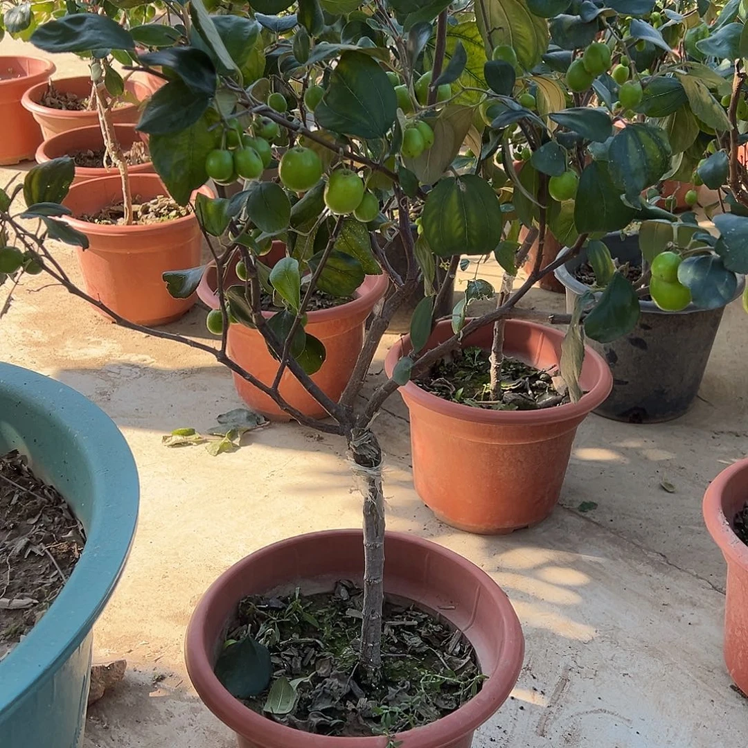 大***贝完全开放苹果奶油枣树苗