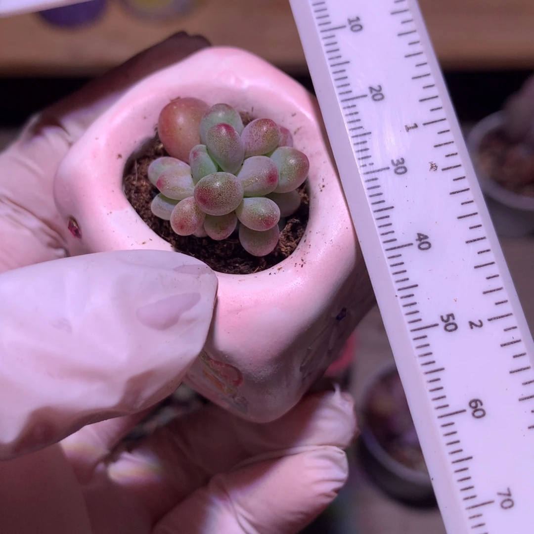 苹果奶酪多肉pingguon