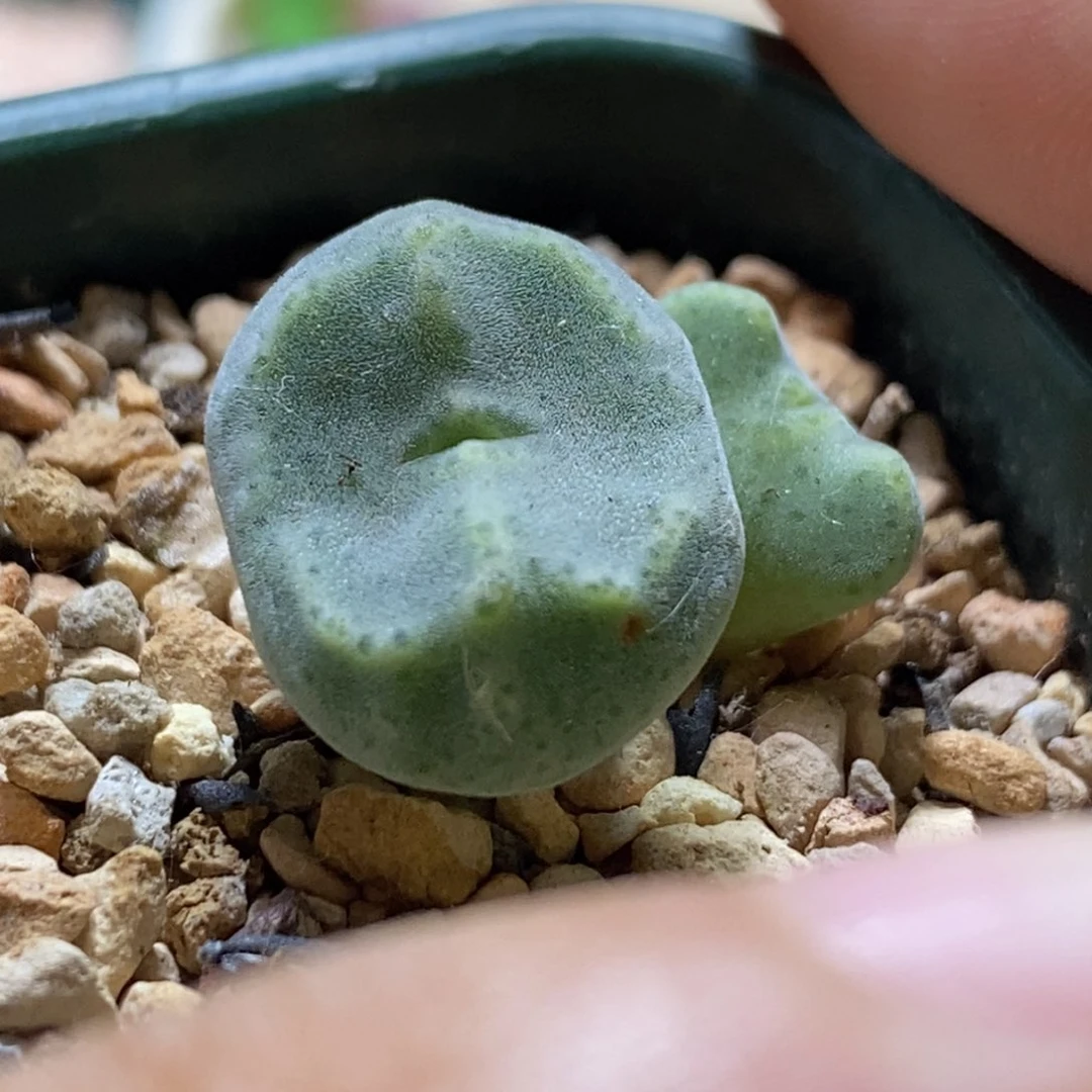 大年份绿豆糕毛绒绒