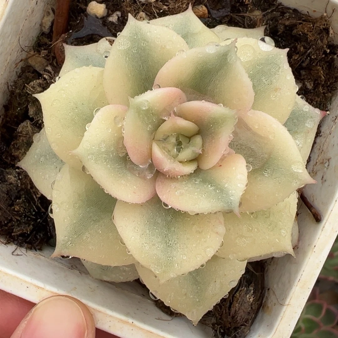 贝加尔湖锦，覆轮锦。