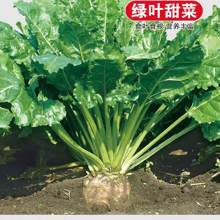 【甜菜疙瘩种子】家庭阳台小院盆栽地栽四季种植