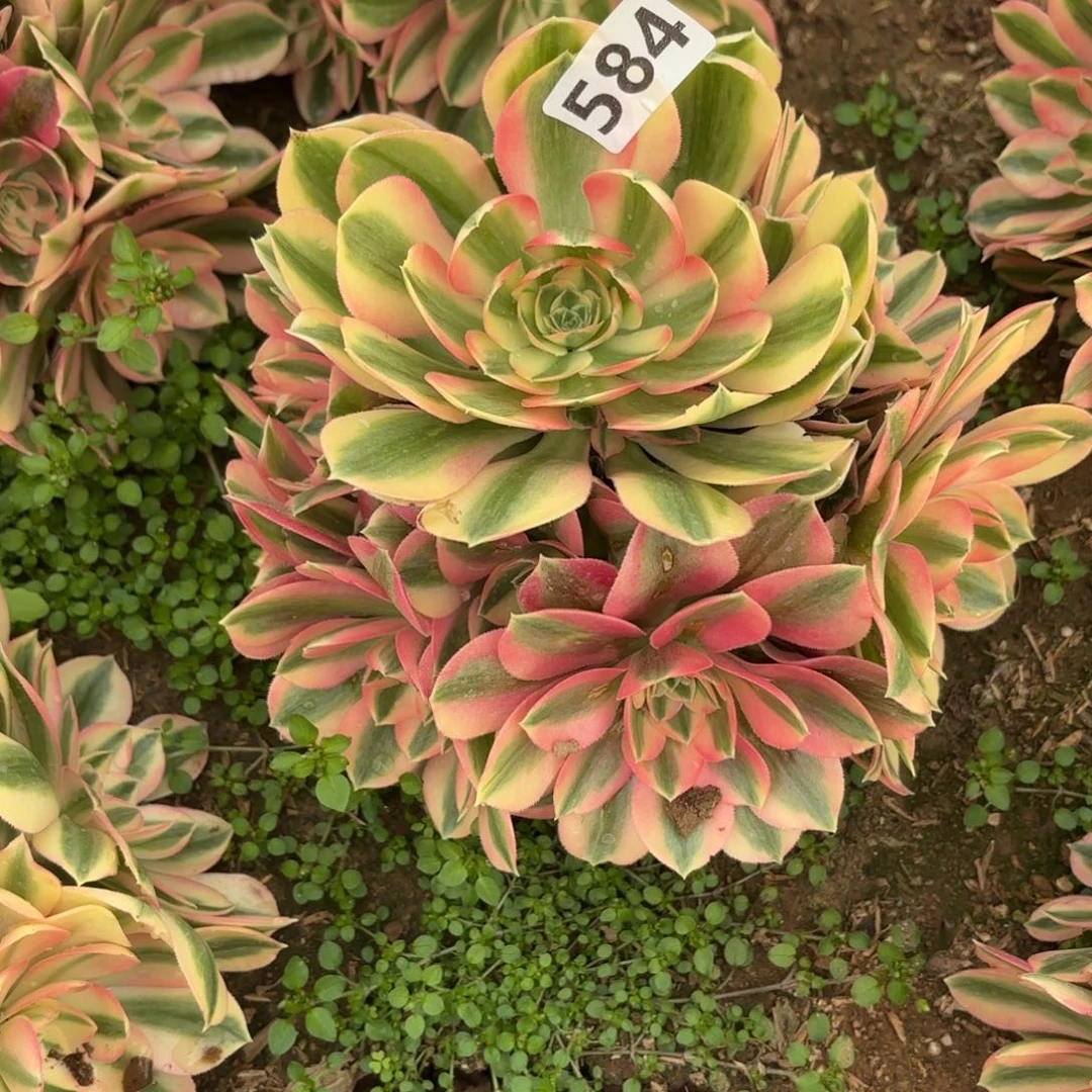 584粉女巫多肉不包损