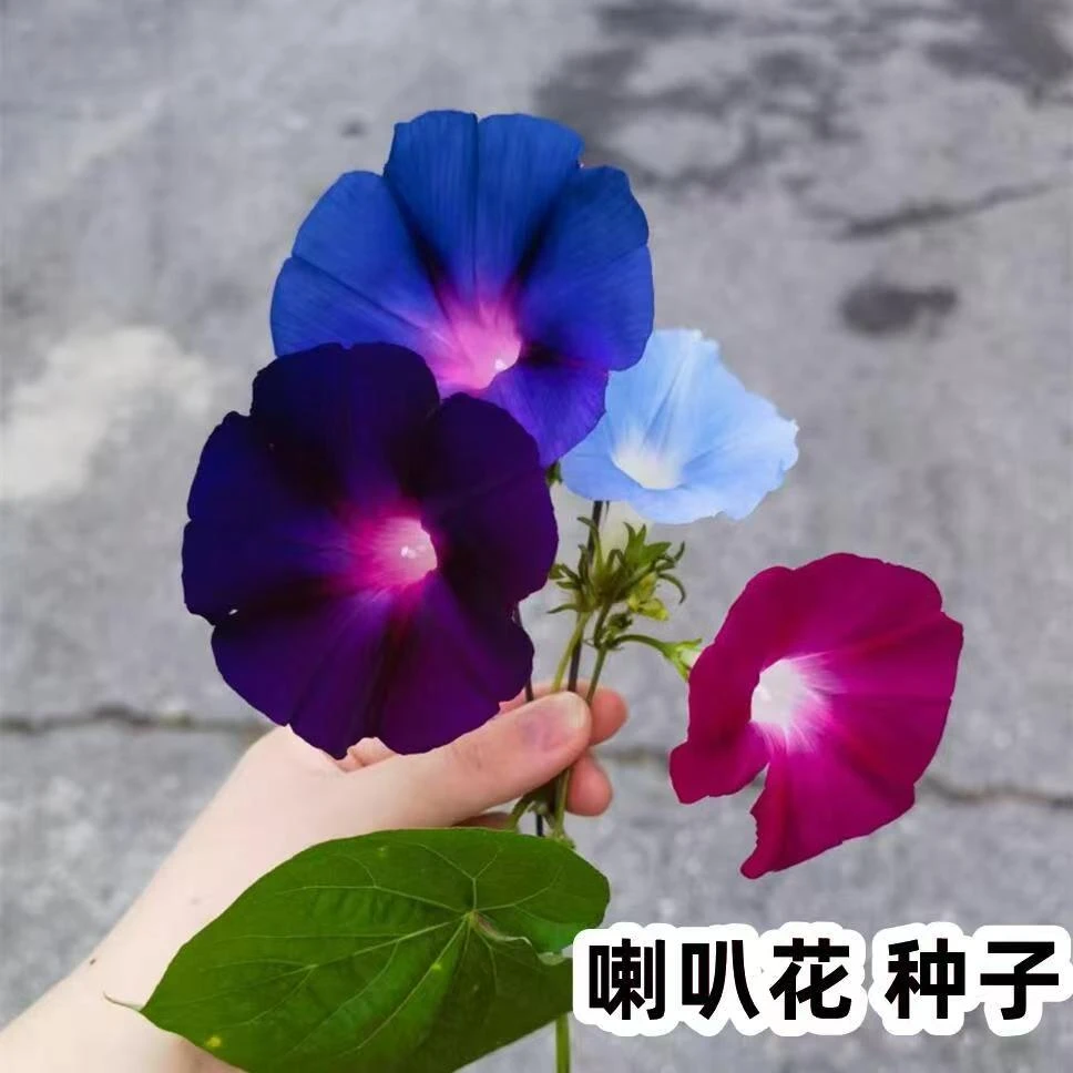 大牵牛花种子室外喇叭花四季矮牵五颜六色院鲜花绿植盆栽花卉种籽