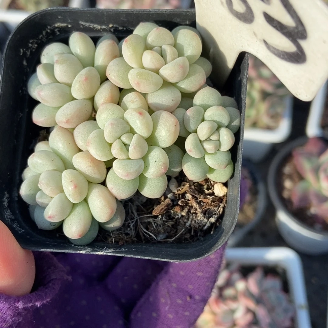 1053泡泡糖多肉植物