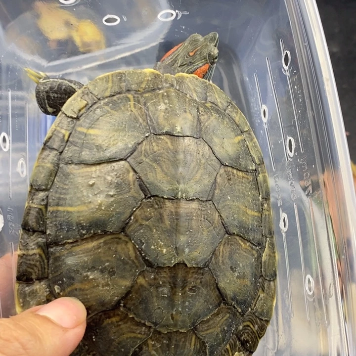 巴西彩龟母666666