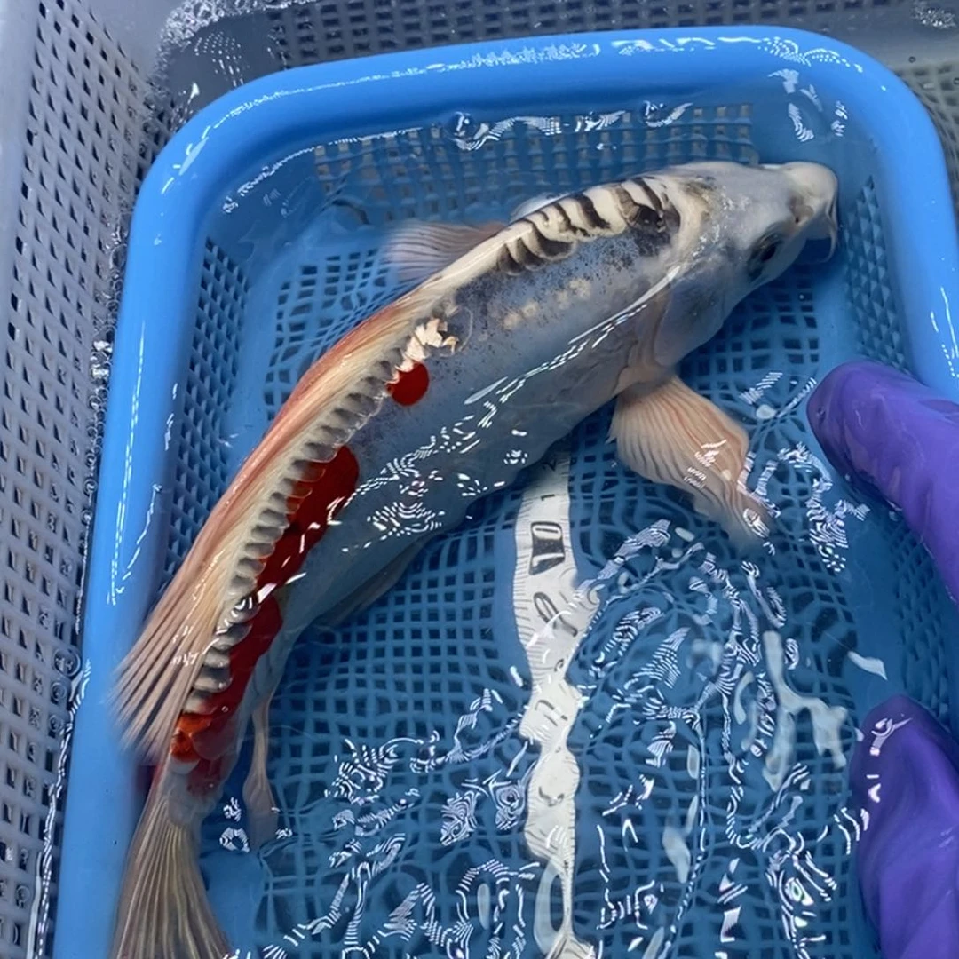 锦鲤冷水锦鲤包邮