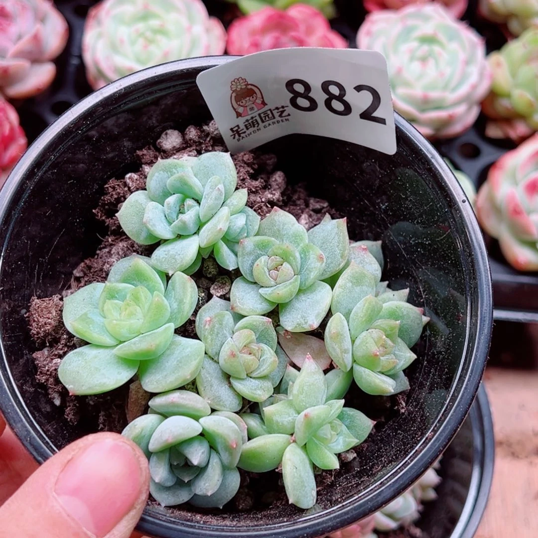 多肉植物多肉植物