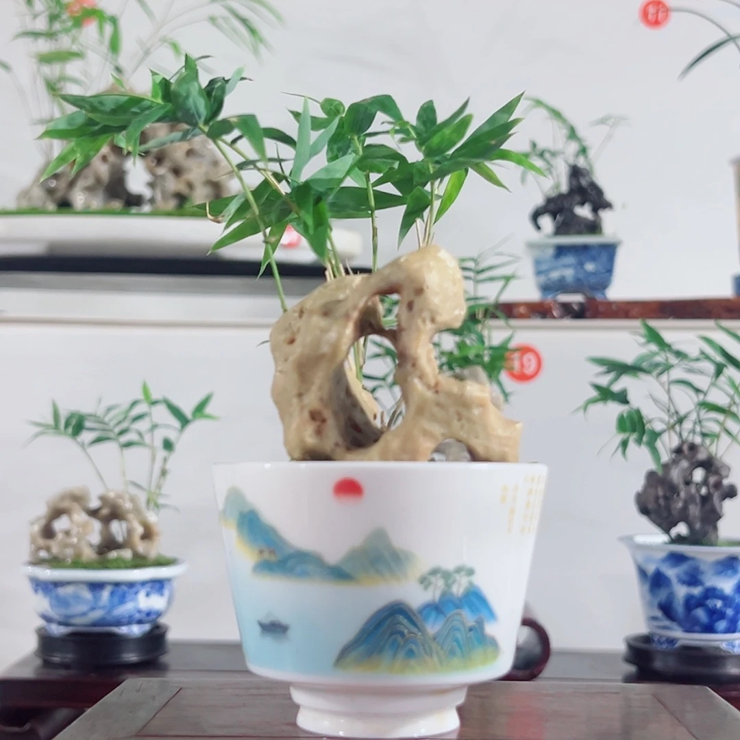 无花朵盆景，凤尾竹，玲珑石