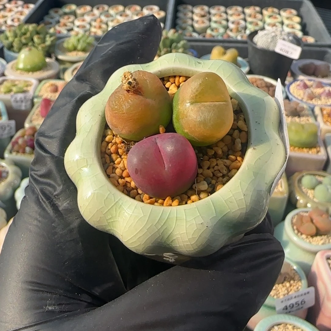 5022--一物一拍 带盆