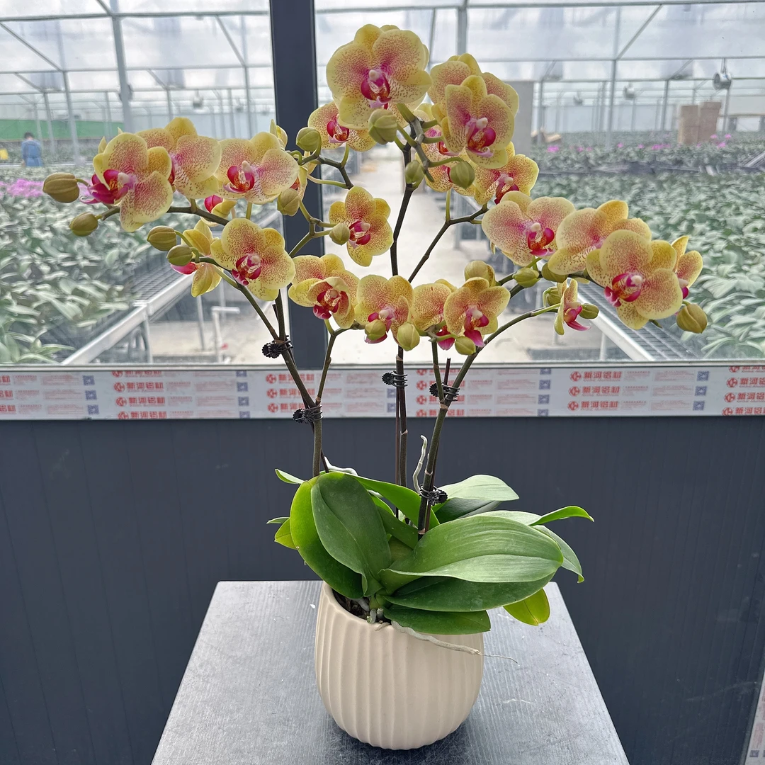 禾惠蝴蝶兰【金树】年宵花 开业送人 乔迁之喜 带花带花苞基地直发