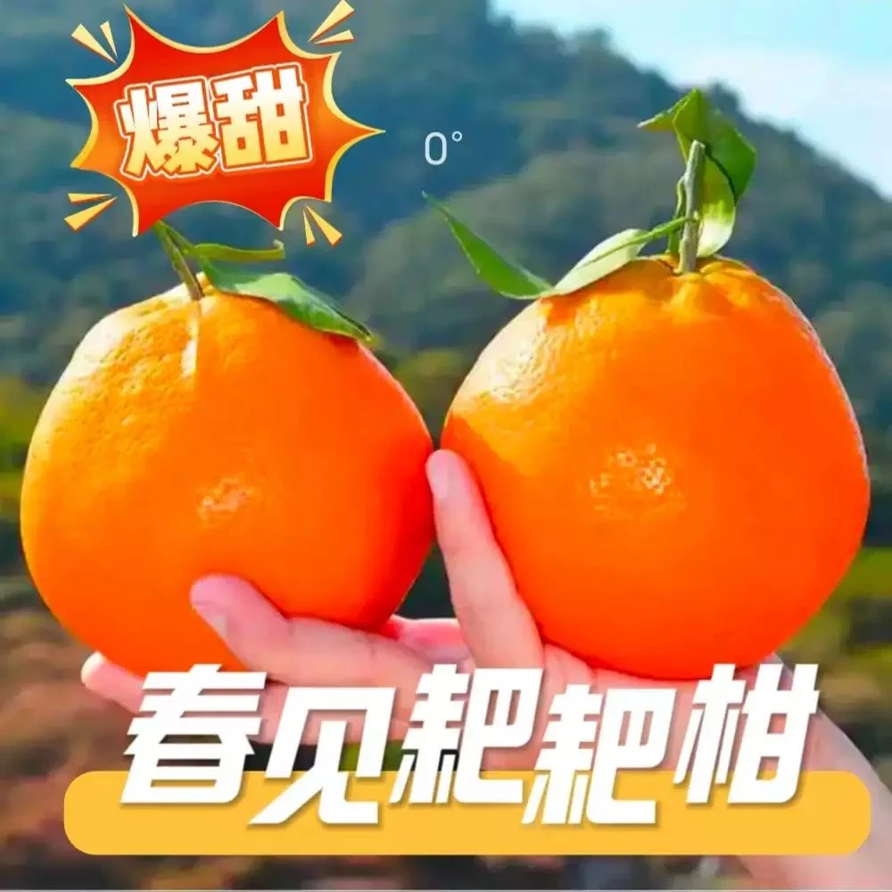 正宗四川春见耙耙柑新鲜采摘应季鲜果