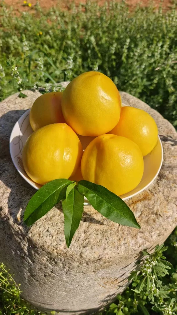 沂蒙山黄金油桃软硬两吃现摘现发