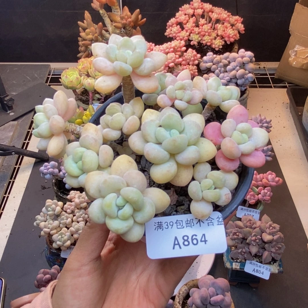 864白奶糖多肉9c m