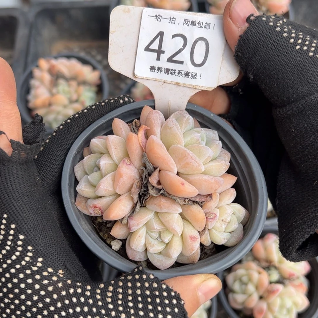 红陶小**果420号多肉植物