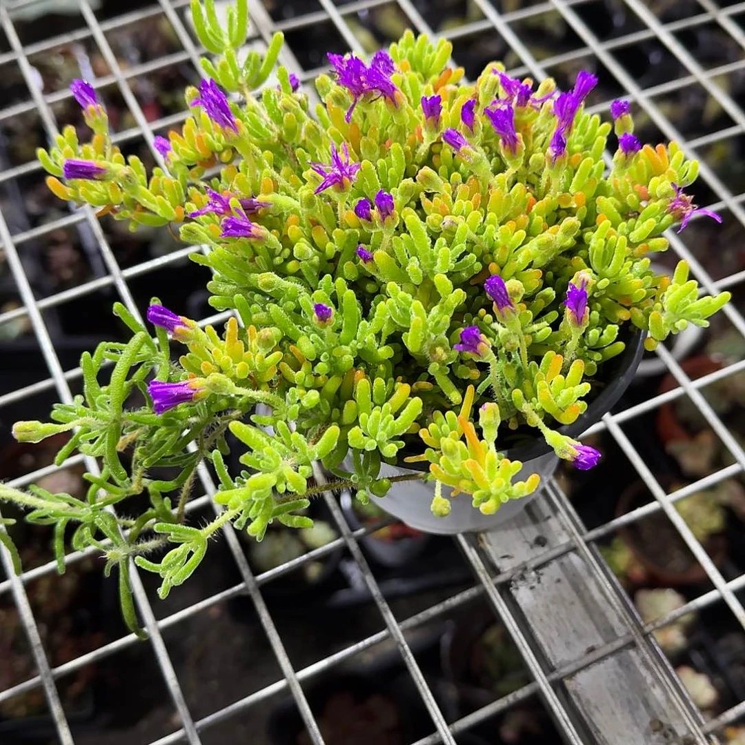 荧光兔多肉一上午精品