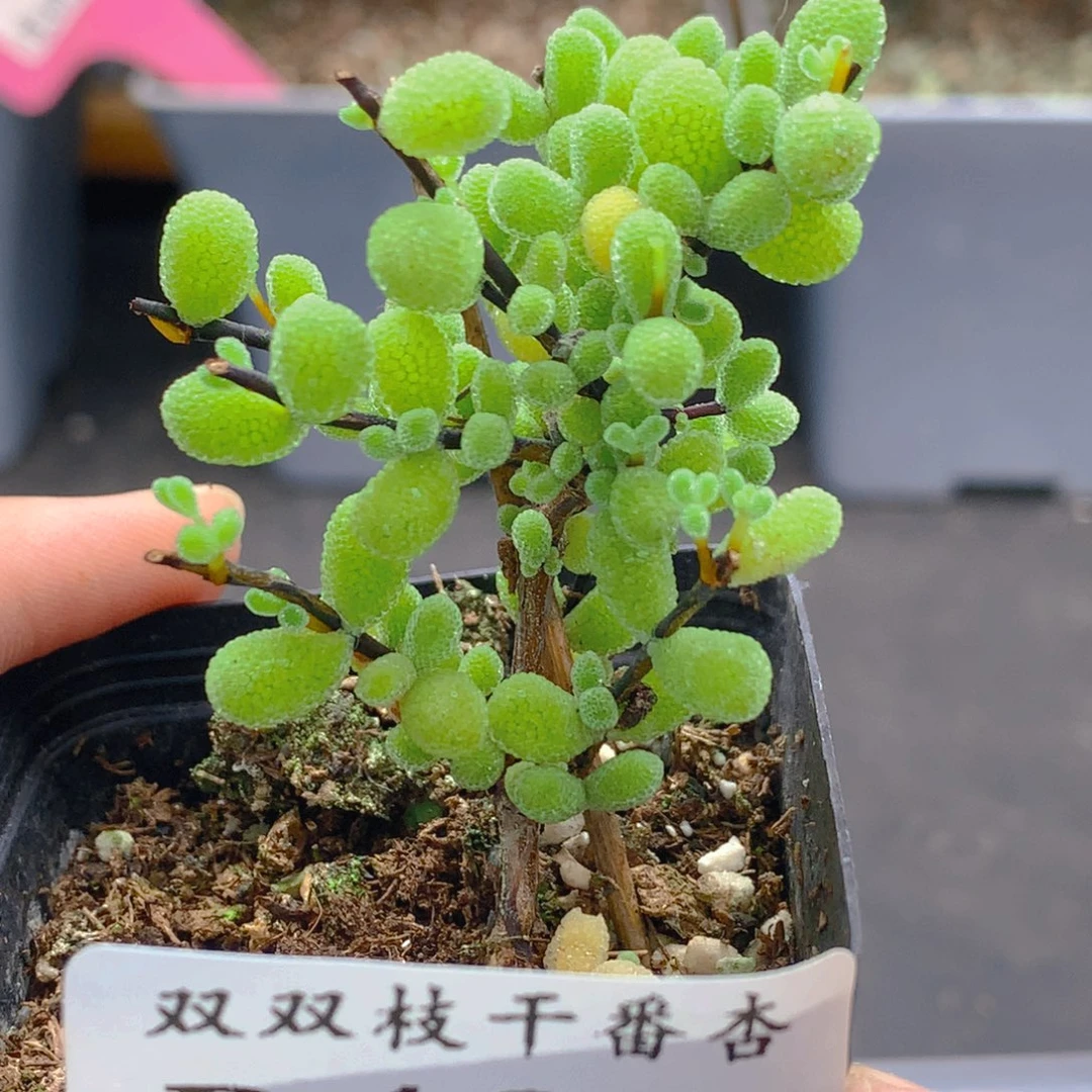 439翡翠。