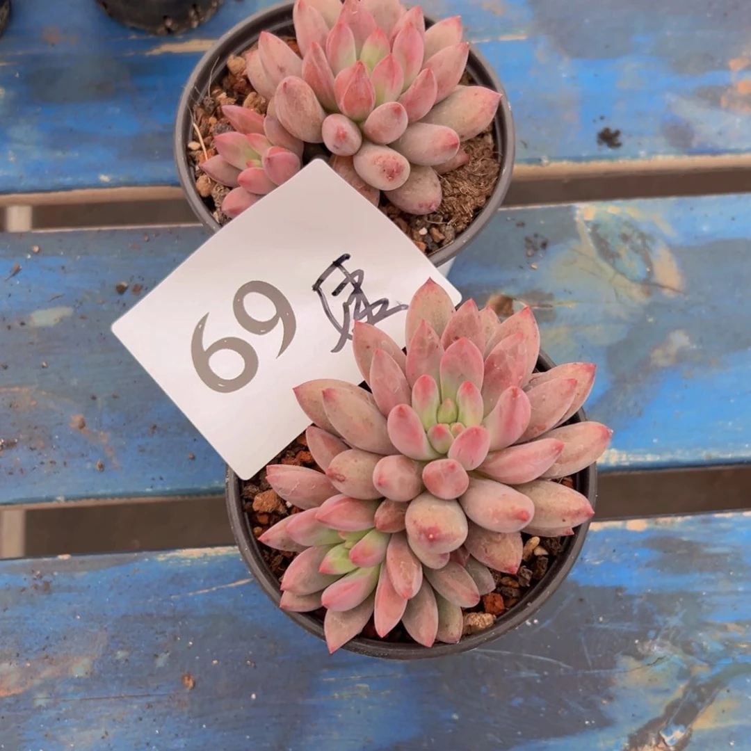 小**姨69、哈哈喜欢好喜欢喜欢