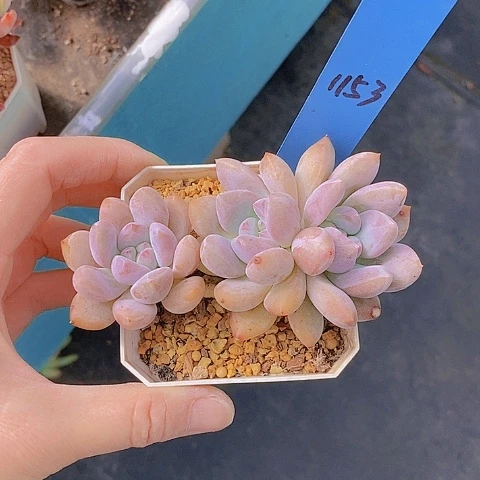 闻**玉1153多肉植物老桩