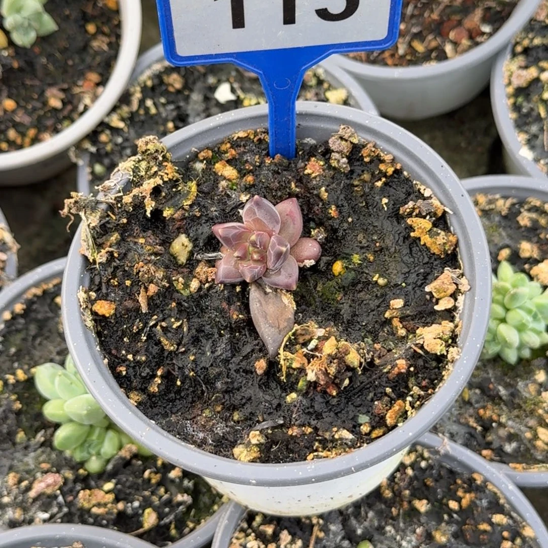 多肉植物丽丽丝115