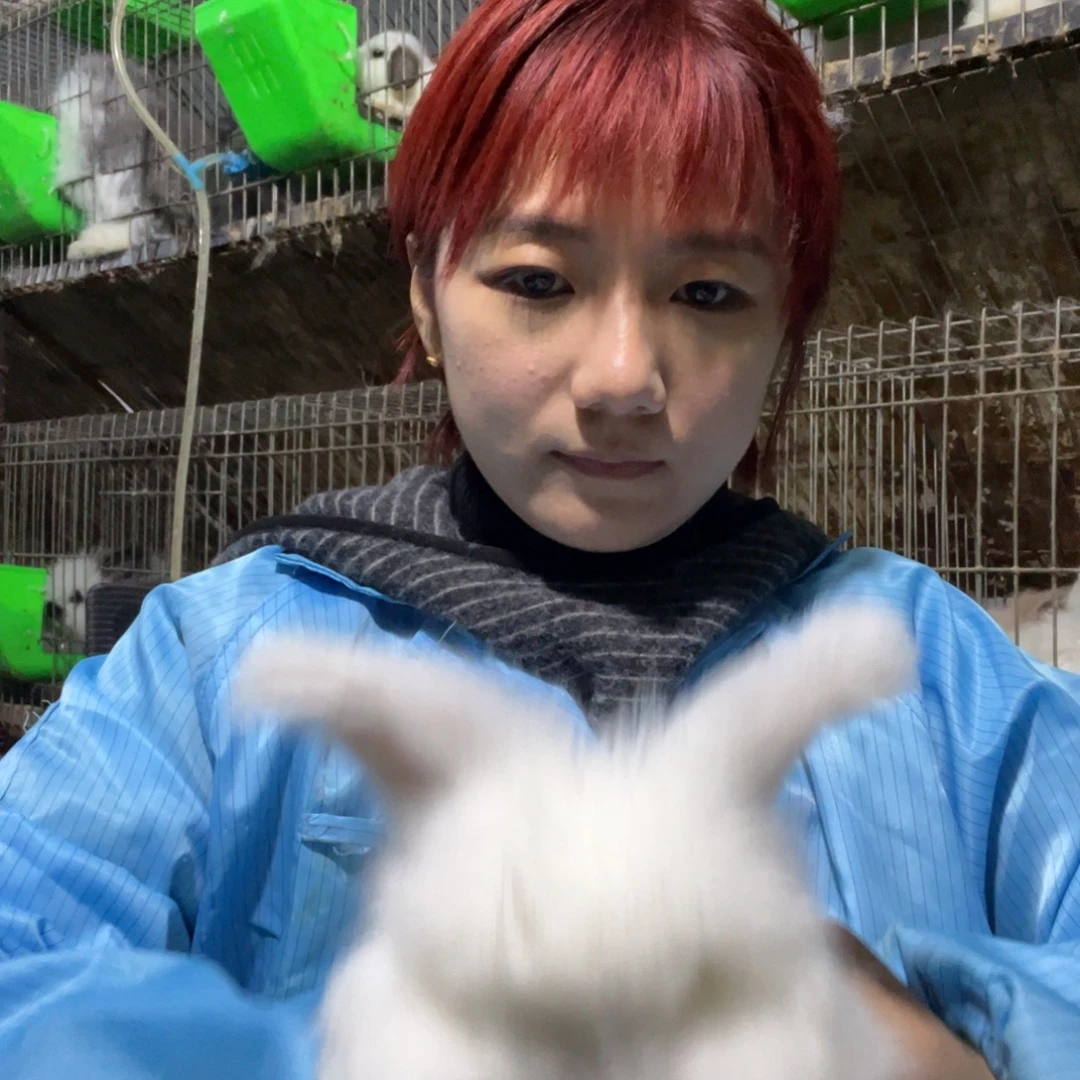 英系安哥拉宠物兔