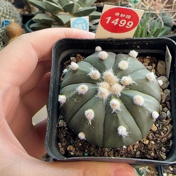 实生大尤兜5.3cm一颗星