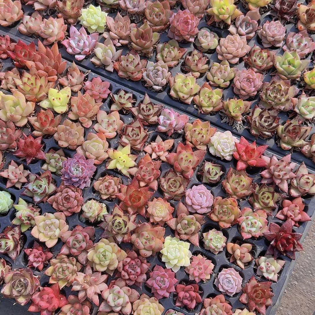 东云系杂交105颗带拖地