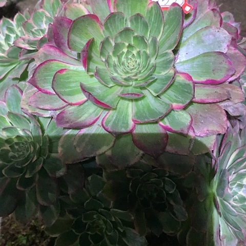 菲*1733莲花座多肉植物