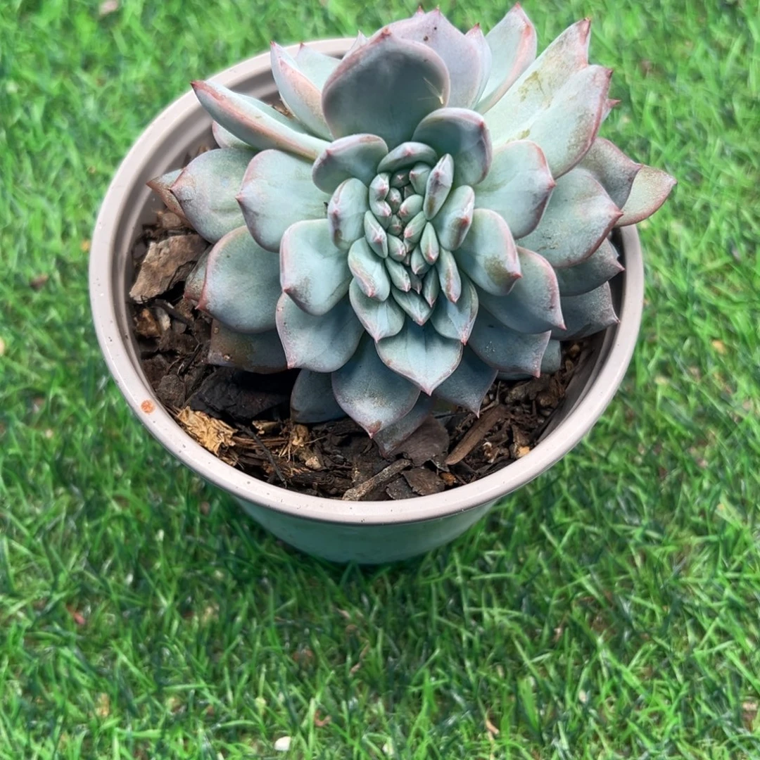 粉蓝鸟缀化，缀线稳定