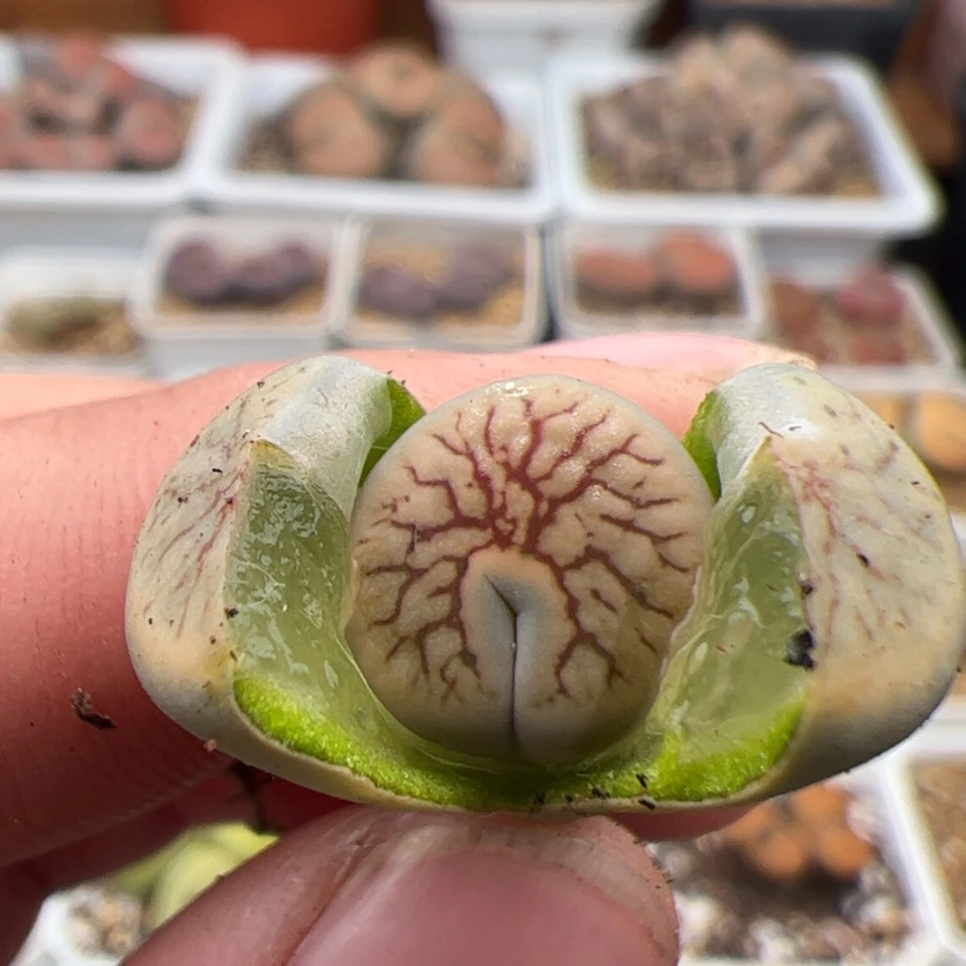 团*?0721号线招福 多肉植物