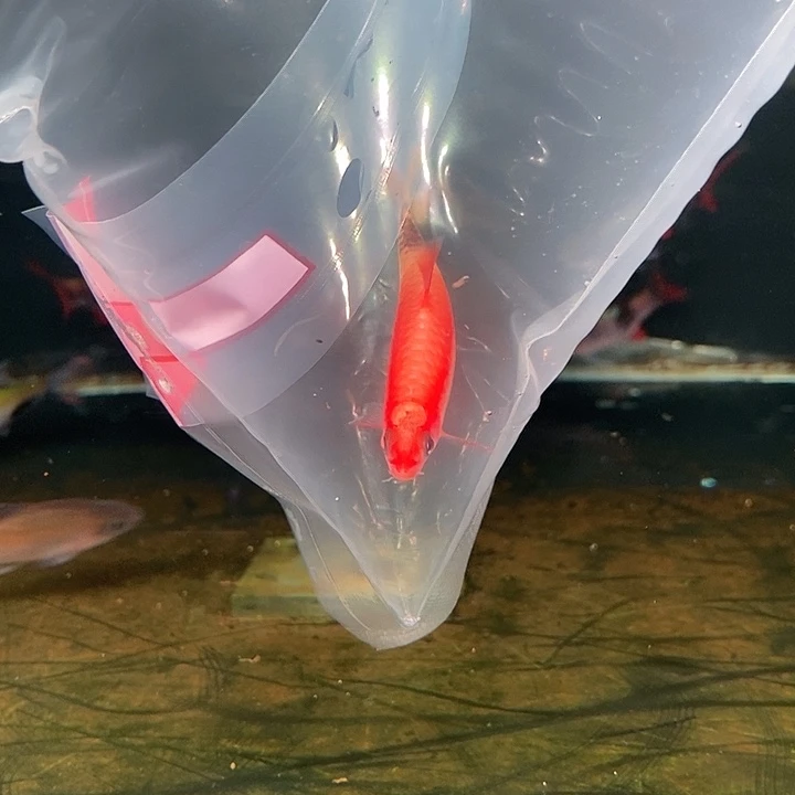 黄化一眉5厘米左右不包沙