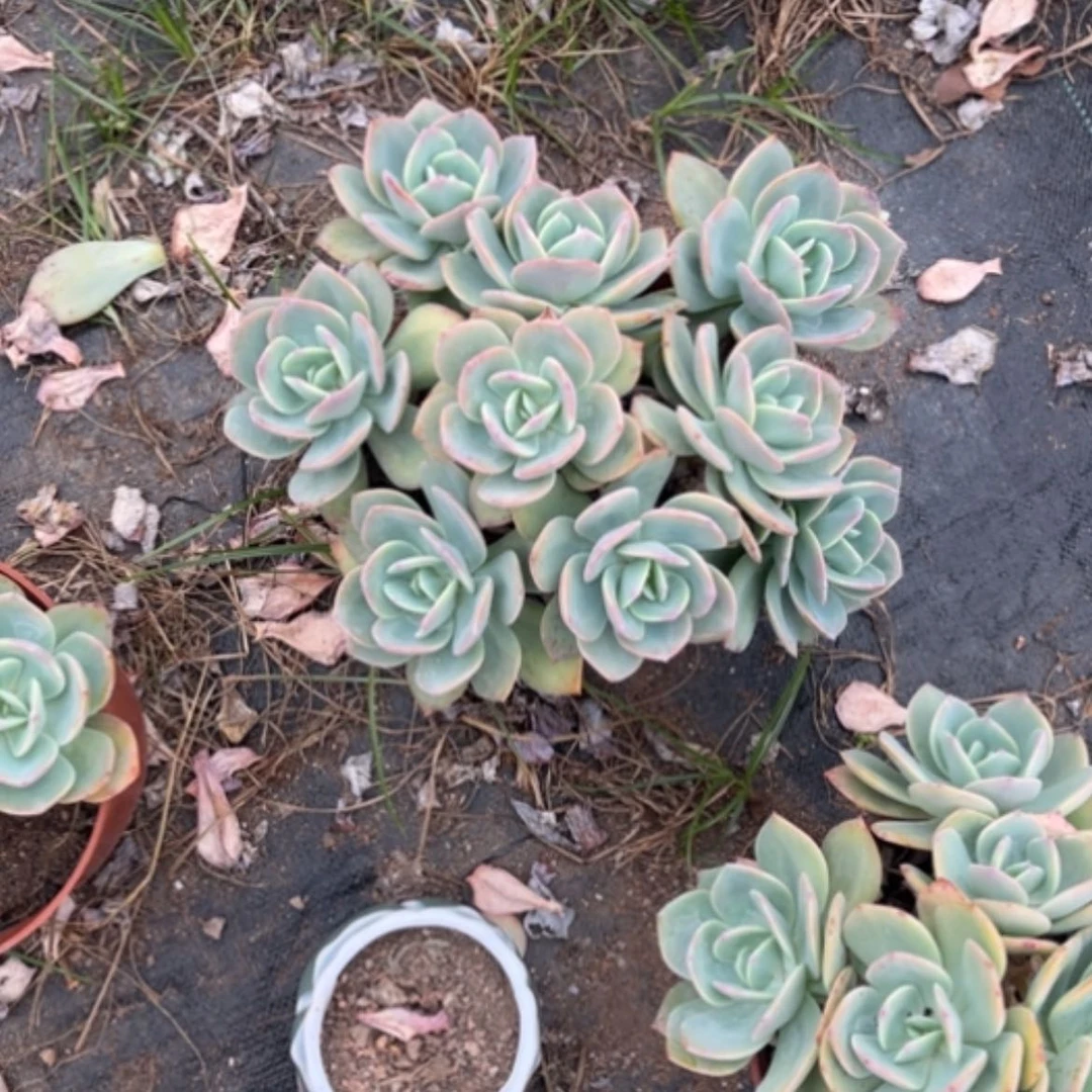 【闪购商品】M****?白凤