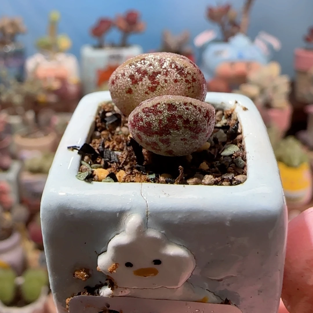 可爱白马丁 盆口2cm