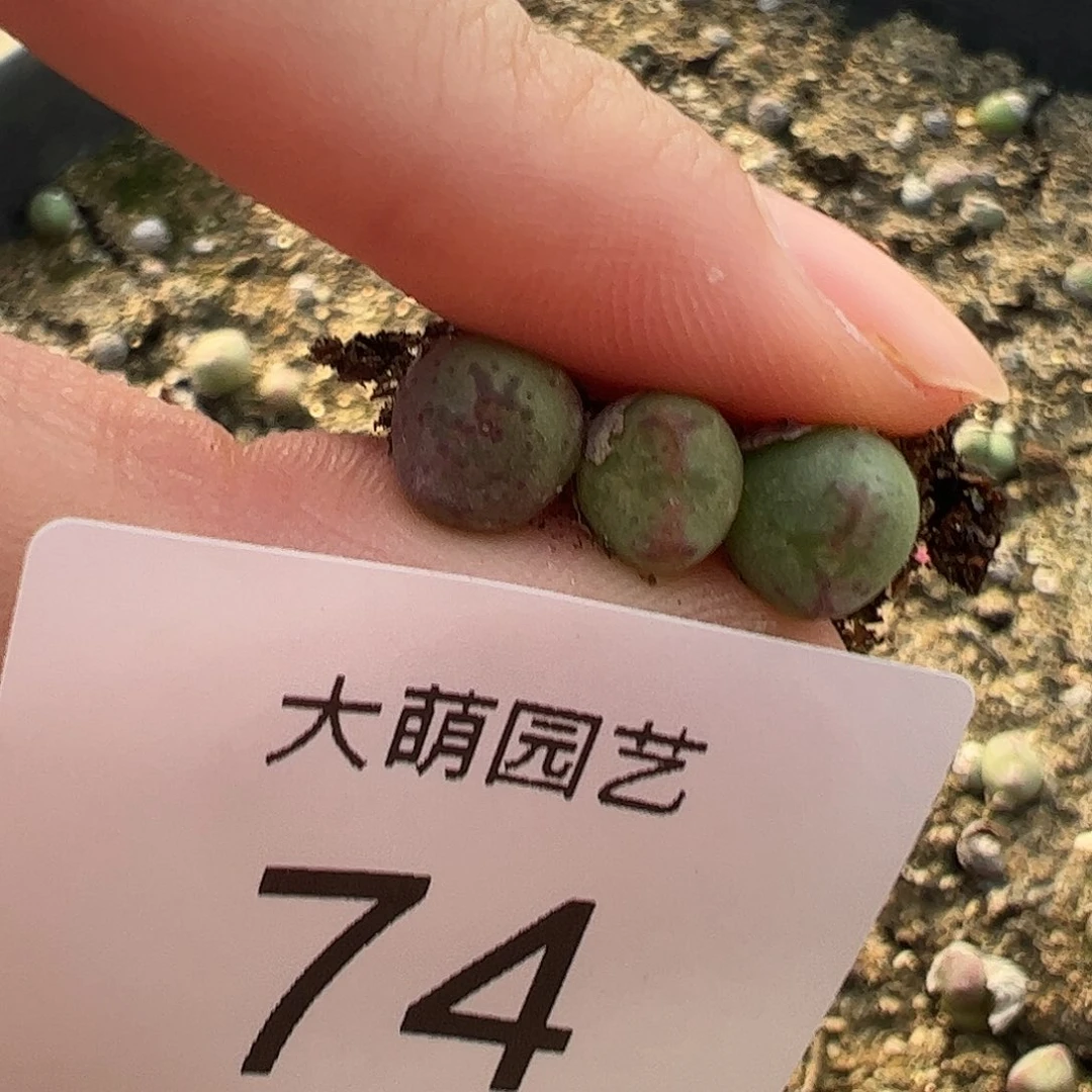 000074量拍红线元宝3颗